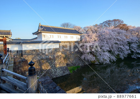 霞城公園清々しい朝 春 山形県 霞城公園清々しい朝 春 山形県 88977661