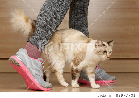 A beige cat stands next to woman legs in sports shoes A beige cat stands next to woman legs in sports shoes 88977701