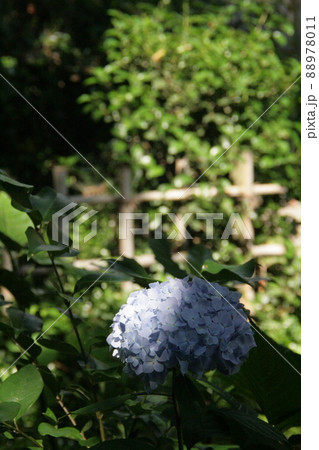 朝日を浴びるじゅん菜池緑地のアジサイ 朝日を浴びるじゅん菜池緑地のアジサイ 88978011