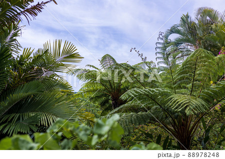 奄美大島　亜熱帯植物　ヒカゲヘゴ　原生林   88978248