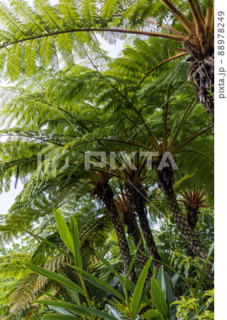 奄美大島　亜熱帯植物　ヒカゲヘゴ　原生林   88978249