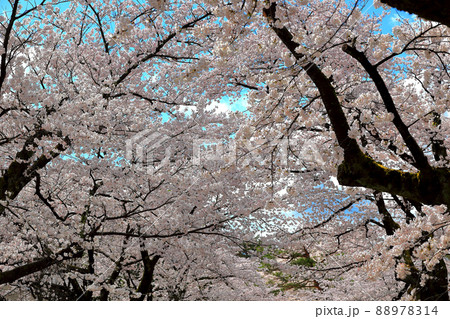 国指定史跡 松ヶ岡開墾場の桜 国指定史跡 松ヶ岡開墾場の桜 88978314