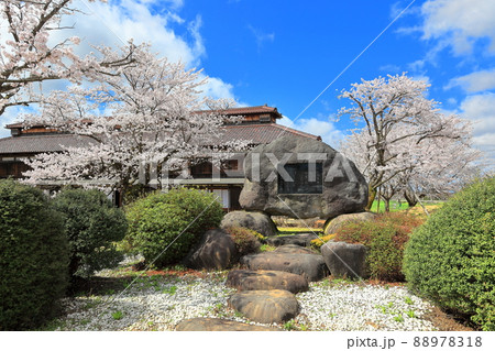 国指定史跡 松ヶ岡開墾場の桜 国指定史跡 松ヶ岡開墾場の桜 88978318
