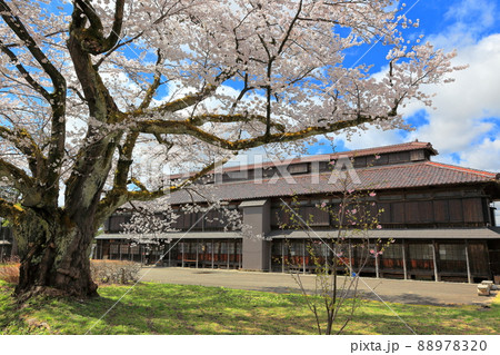 国指定史跡　松ヶ岡開墾場の桜 88978320