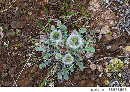 Mordovnik is spherical on stony soil. Echinops sphaerocephalus with green leaves and fluffy bud. Desert plants in steppe. Small amount of moisture for survival of succulents. 88978668