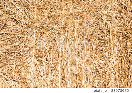 Yellow hay as background. Dry grass stems are harvested for animal feed. Food for cows and horses. Harvesting in autumn 88978670