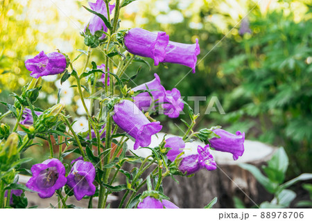 Purple Canterbury Bells bloom in summer garden. Growing flowers for bouquet in bed. Blue blooms against background of green leaves. Purple Canterbury Bells bloom in summer garden. Growing flowers for bouquet in bed. Blue blooms against background of green leaves. 88978706