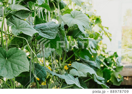 Growing cucumbers in greenhouse. Plant stems, green leaves curl up along ropes upwards. Spring gardening, harvest for healthy diet 88978709