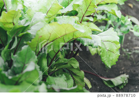 Green beet leaves with purple veins grow on bed. Preparation of harvest in garden. Spring stage of plant development. Ingredient for vegetarian salad 88978710