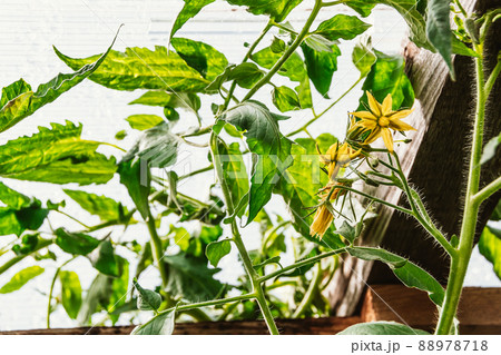Yellow tomato flowers with green leaves in greenhouse. Growing vegetables in garden. Spring flowering of plants. Cultivation and preparation for fruiting. Long thin petals blossomed on stems with 88978718