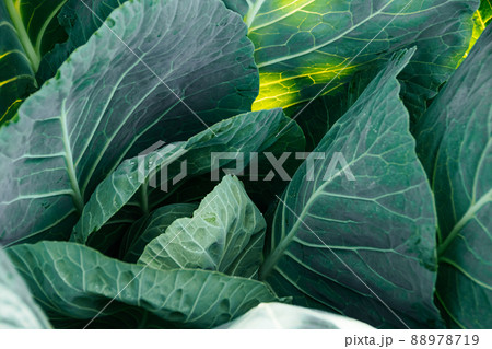Cabbages on ridge in summer garden. Growing fresh vegetables on farm. Formation of cabbage from green leaves. Healthy food from natural products Cabbages on ridge in summer garden. Growing fresh vegetables on farm. Formation of cabbage from green leaves. Healthy food from natural products 88978719