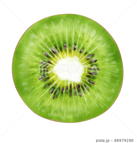 水彩イラスト　キウイ　カット 88979286