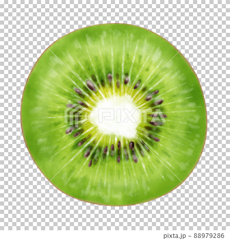 水彩イラスト　キウイ　カット 88979286
