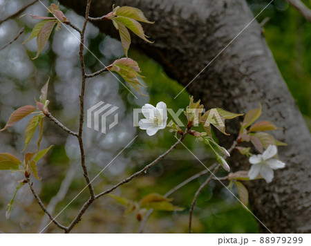 ヤマザクラ開花 ヤマザクラ開花 88979299