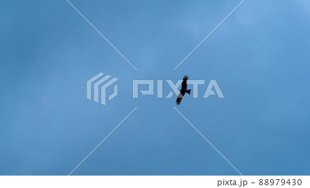 Flight of eagle in blue sky. Symbol of freedom. Wild bird hovers on currents of air. 88979430