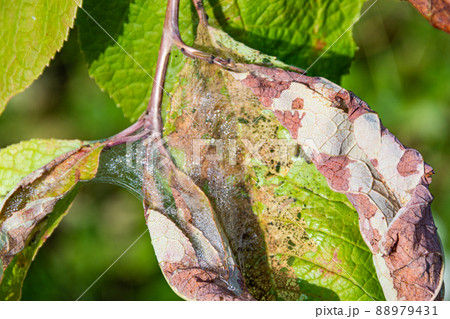 Bird cherry moth on green branches. Leaves withered, curled up and covered with cobwebs. Diseases of berry trees. Harmful insects deprive garden of harvest. 88979431