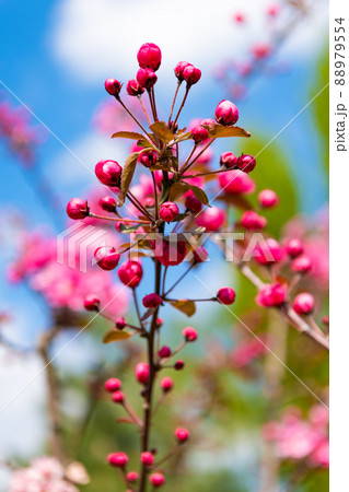 pink flower buds of blooming cherry sakura tree in spring. nobody 88979554