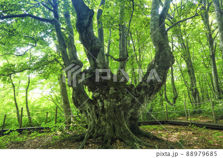 中島台レクリエーションの森の異形ブナ　あがりこ大王　秋田県 88979685