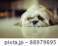 Lonely dog lying on the reflection floor 88979695