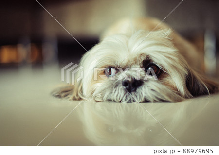 Lonely dog lying on the reflection floor Lonely dog lying on the reflection floor 88979695
