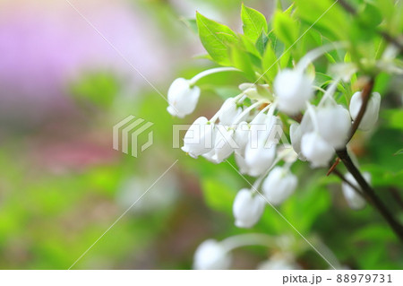 満開の白いドウダンツツジの花（カラフルな花畑の背景）　 88979731