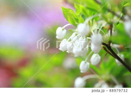 満開の白いドウダンツツジの花（カラフルな花畑の背景）　 88979732