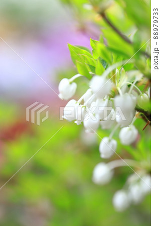 満開の白いドウダンツツジの花(カラフルな花畑の背景) 満開の白いドウダンツツジの花(カラフルな花畑の背景) 88979733