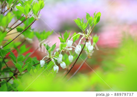 満開の白いドウダンツツジの花(カラフルな花畑の背景) 満開の白いドウダンツツジの花(カラフルな花畑の背景) 88979737