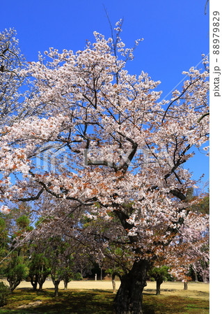 春の元離宮二条城　清流園　満開の桜 88979829