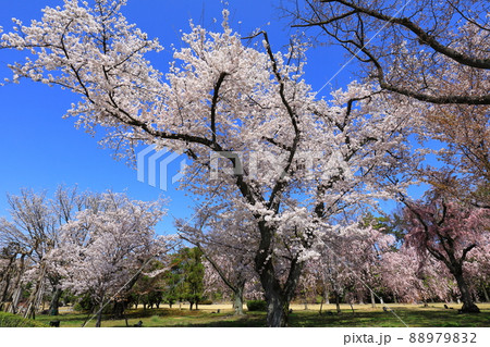 春の元離宮二条城 清流園 満開の桜 春の元離宮二条城 清流園 満開の桜 88979832