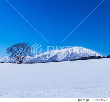 春間近の一本桜 88979874