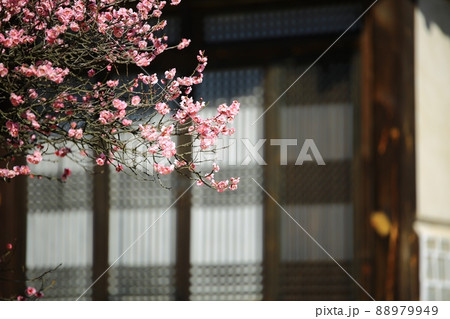春 梅 花 88979949