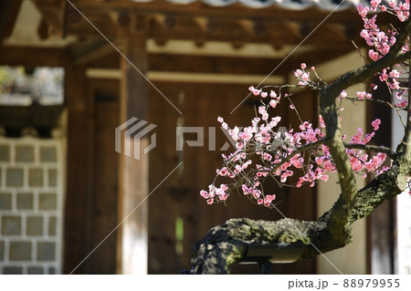 梅 花 植物 88979955