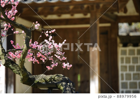 梅 花 植物 88979956
