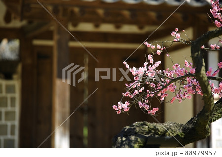 梅 花 植物 88979957