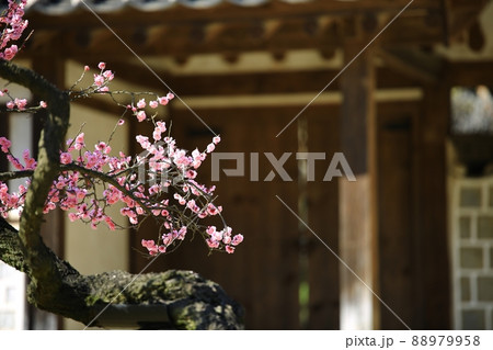 梅 花 植物 88979958