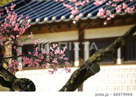 梅 花 植物 88979968