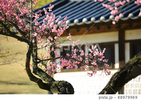 春 梅 花 88979969