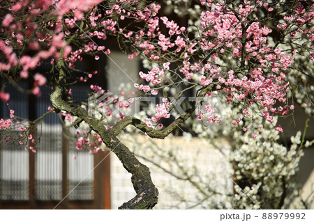 梅 花 植物 88979992