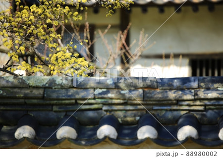 花 植物 建物 88980002