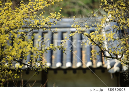 花 植物 サンシュユ 88980003