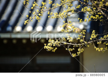 花 植物 サンシュユ 88980005