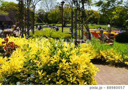 大阪 春の鶴見緑地公園 大阪 春の鶴見緑地公園 88980057