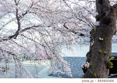霞城公園二の丸　満開の桜　山形県 88980066