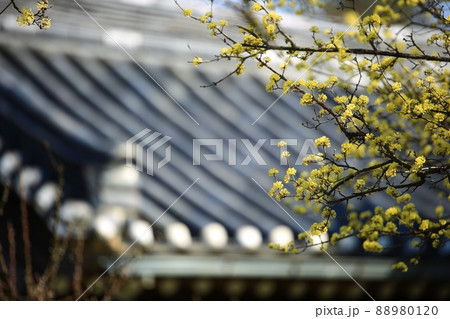 春 花 植物 88980120