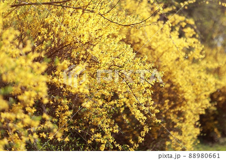 花 レンギョウ 木 88980661