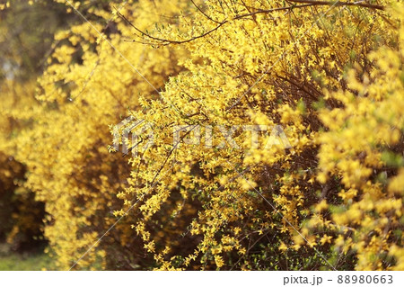 花 レンギョウ 木 88980663