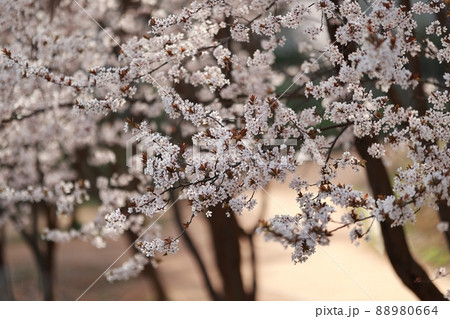花 木 桜 88980664