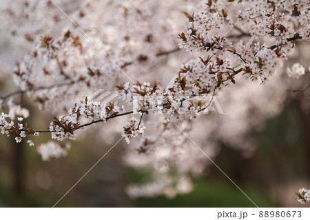 花 桜 春 88980673