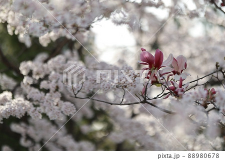 春 花 桜 88980678